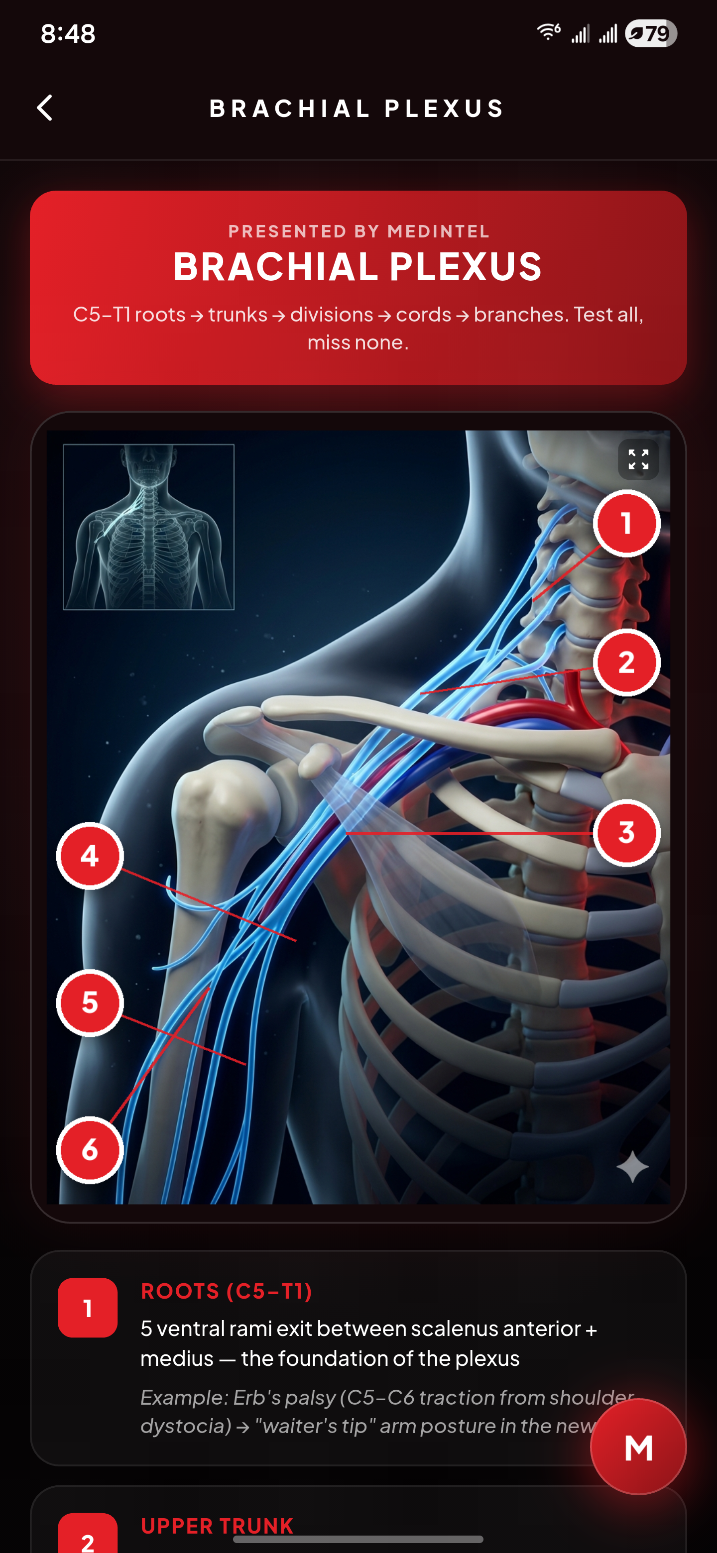Anatomy Atlas — Brachial Plexus